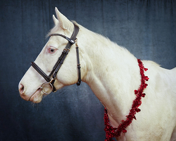 horses-4