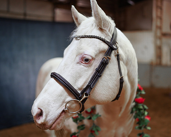horses-6