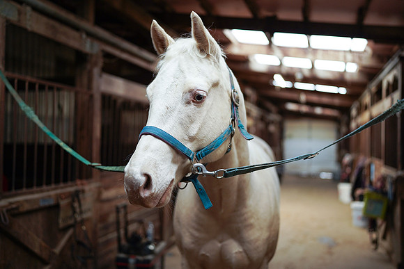 horses-1