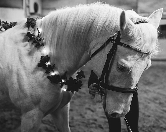 horses-13