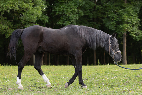 001ALI-38